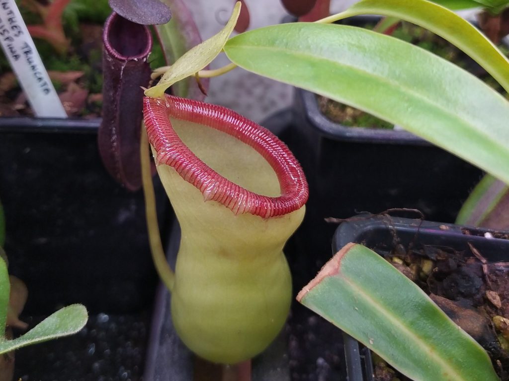 Nepenthes ventricosa alba