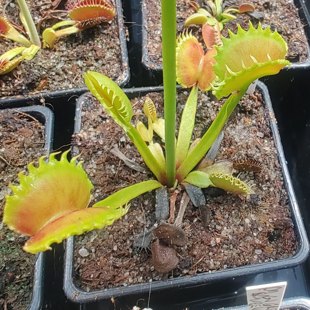Dionaea muscipula Carnivoria Emperor