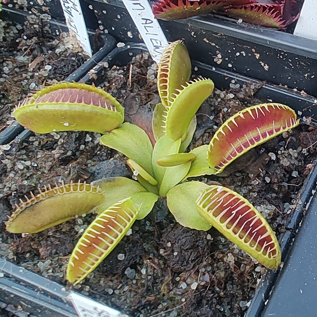 Dionaea muscipula Alien