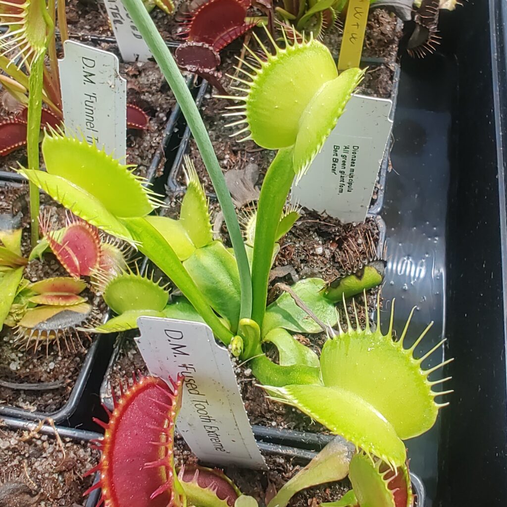 Dionaea muscipula 'All green giant form, Bert Blezer'  