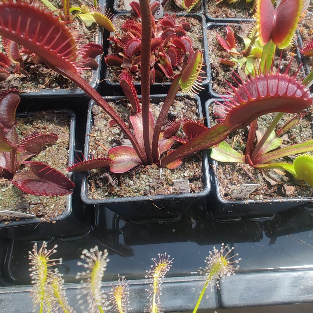Dionaea muscipula All red