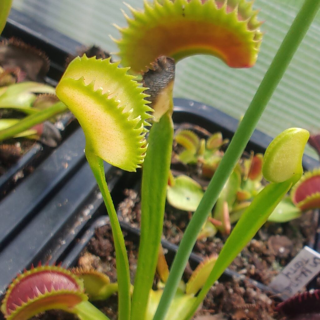 Dionaea muscipula 'Aurora borealis' - ST