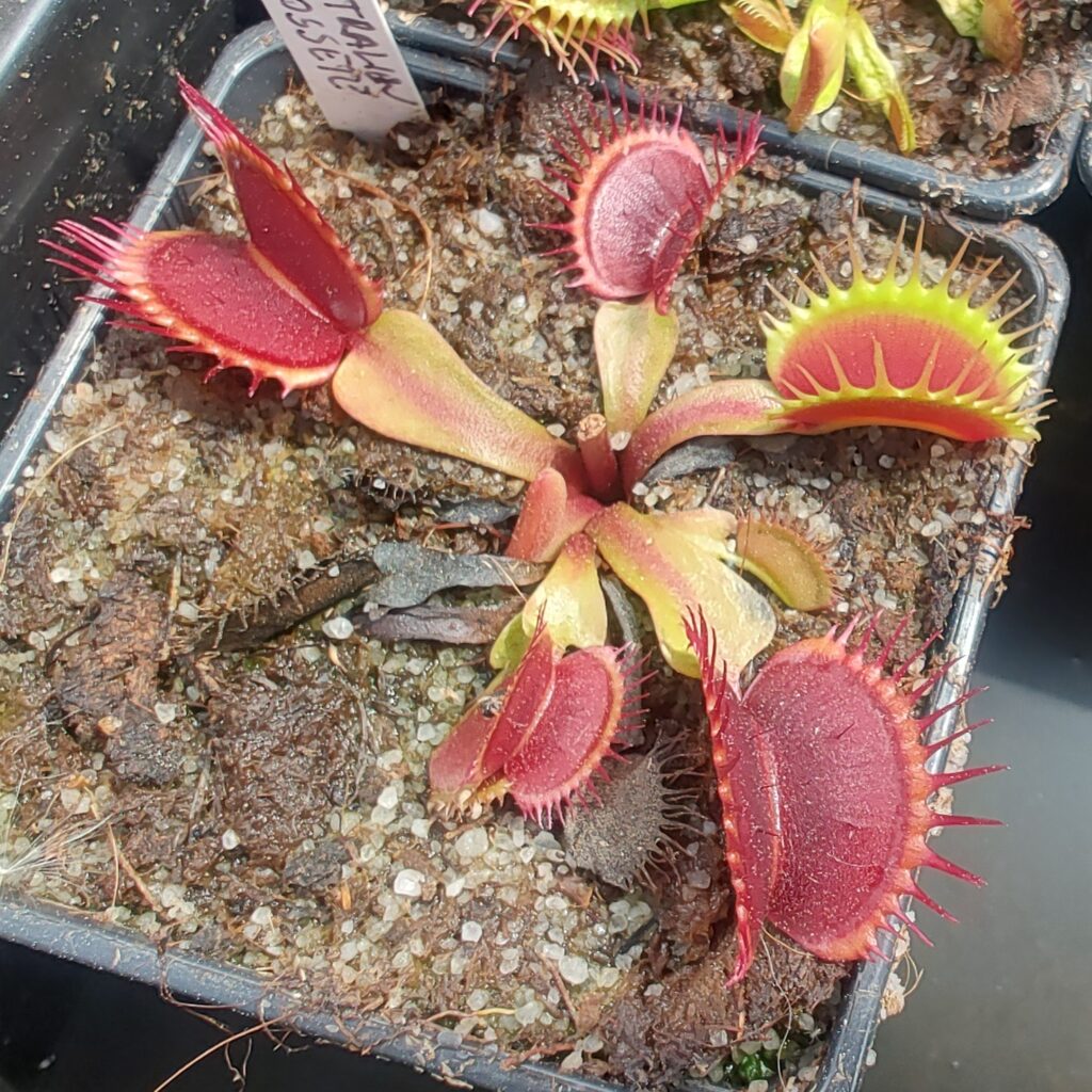 Dionaea muscipula 'Australien red rossete'