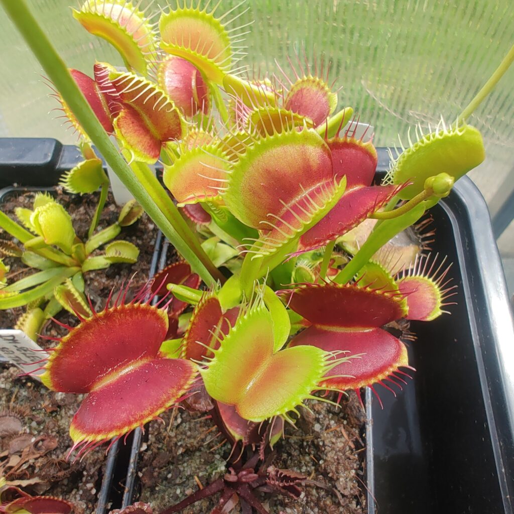 Dionaea muscipula B52