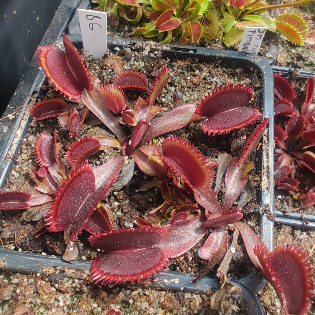 Dionaea muscipula Bohemian Garnet