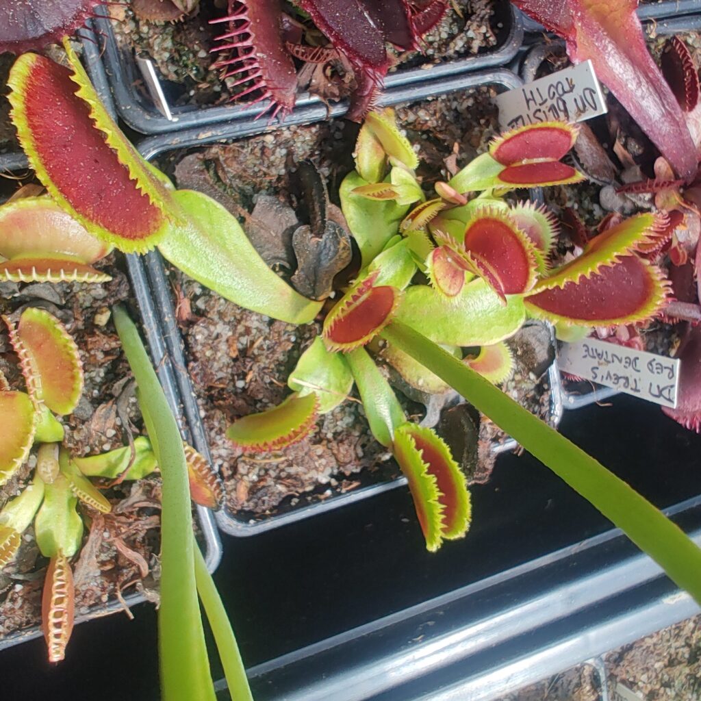 Dionaea muscipula Bristle tooth