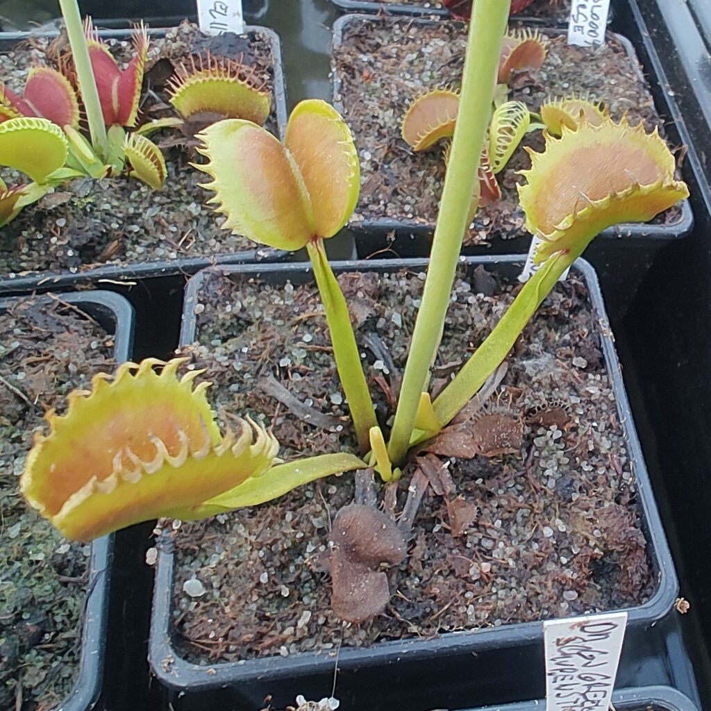 Dionaea muscipula Carnivoria Alhriman