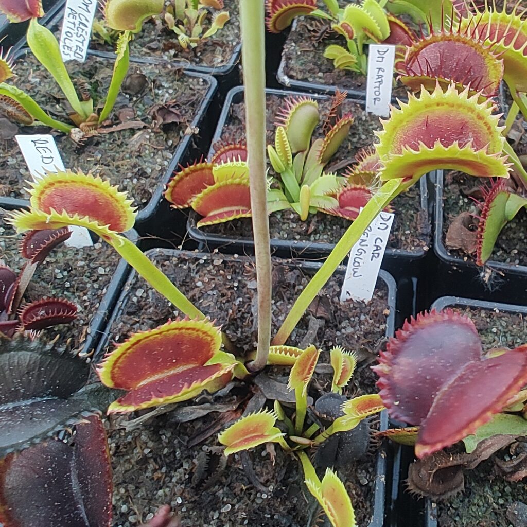 Dionaea muscipula Carnivoria Alpenglow