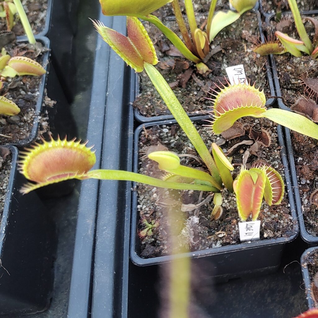 Dionaea muscipula Clone K1