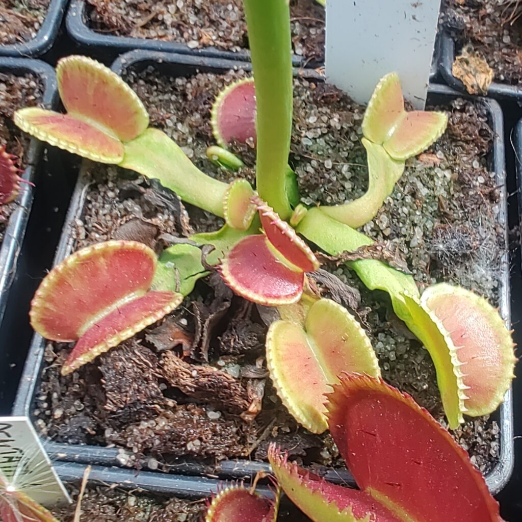 Dionaea muscipula Coquillage