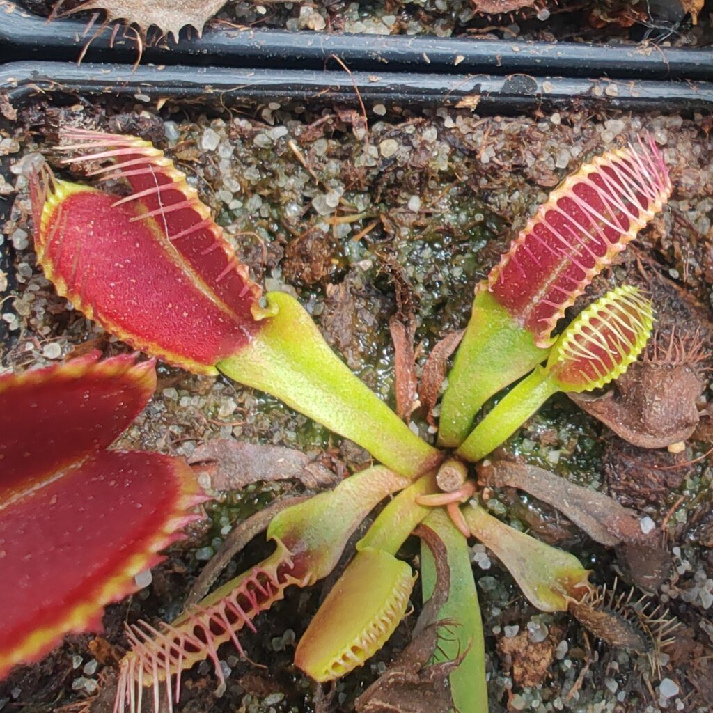 Dionaea muscipula Crocodile