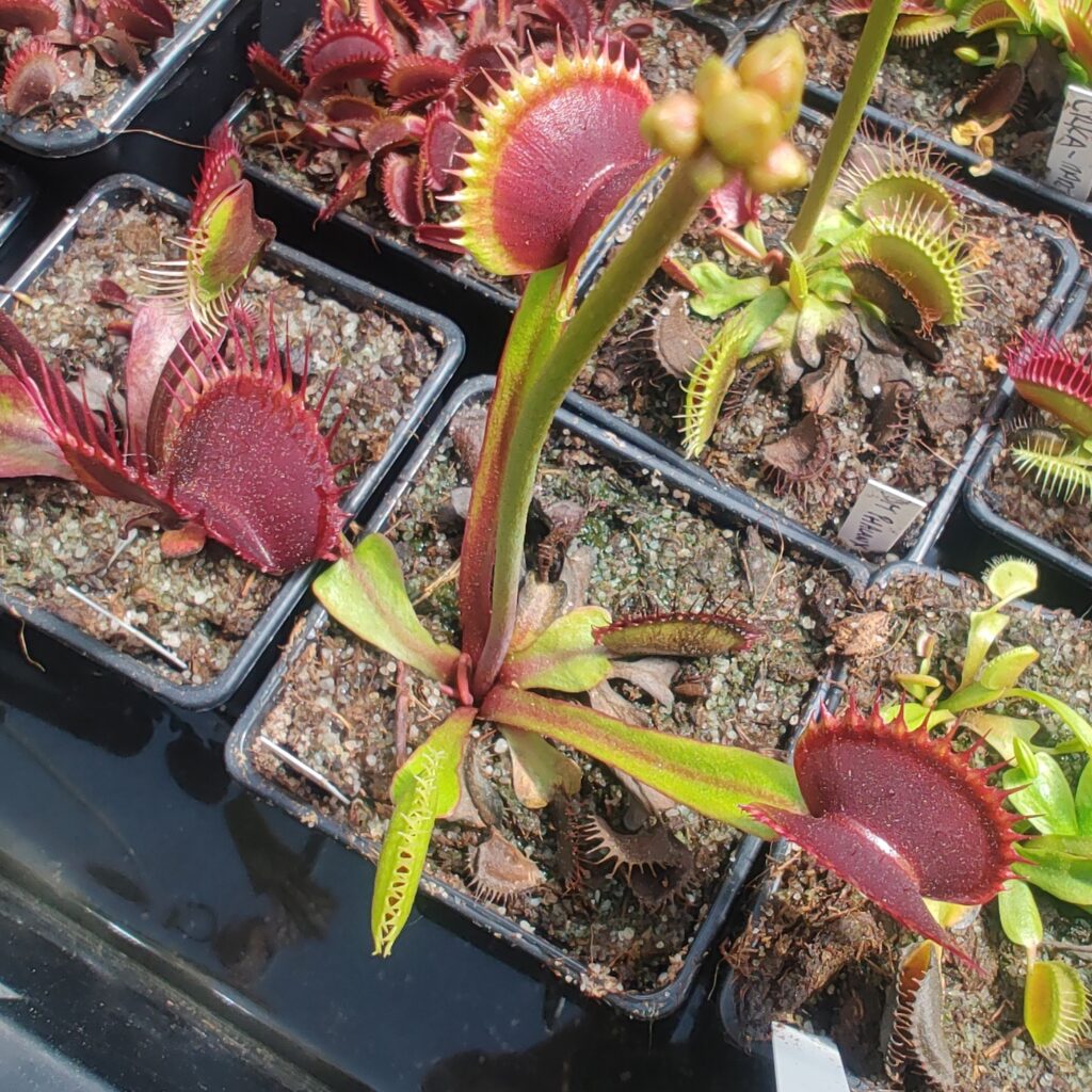 Dionaea muscipula Dents stress