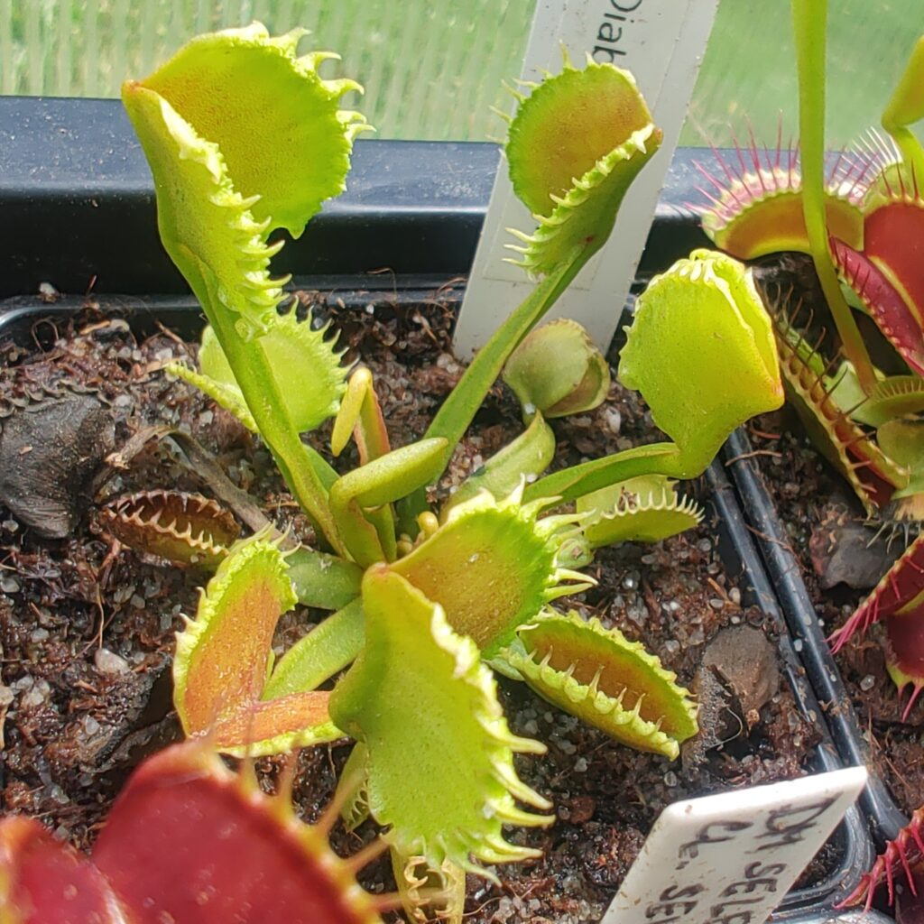 Dionaea muscipula Diabolic horn