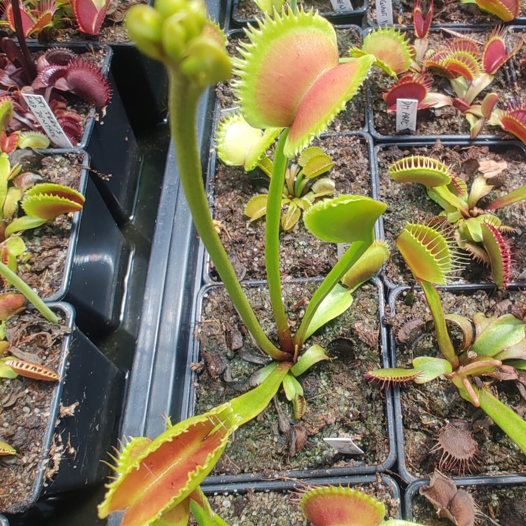 Dionaea muscipula FTS Lunatic fringe