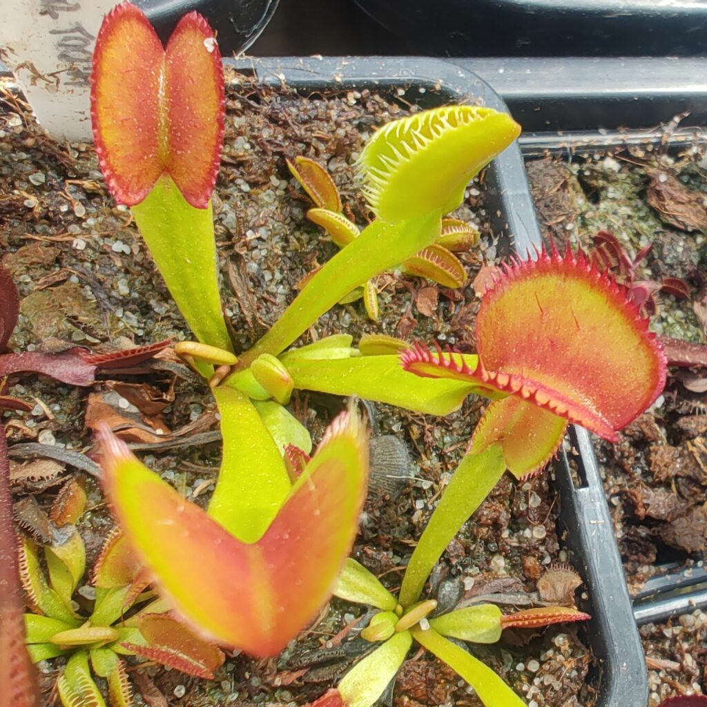 Dionaea muscipula Feather Tooth