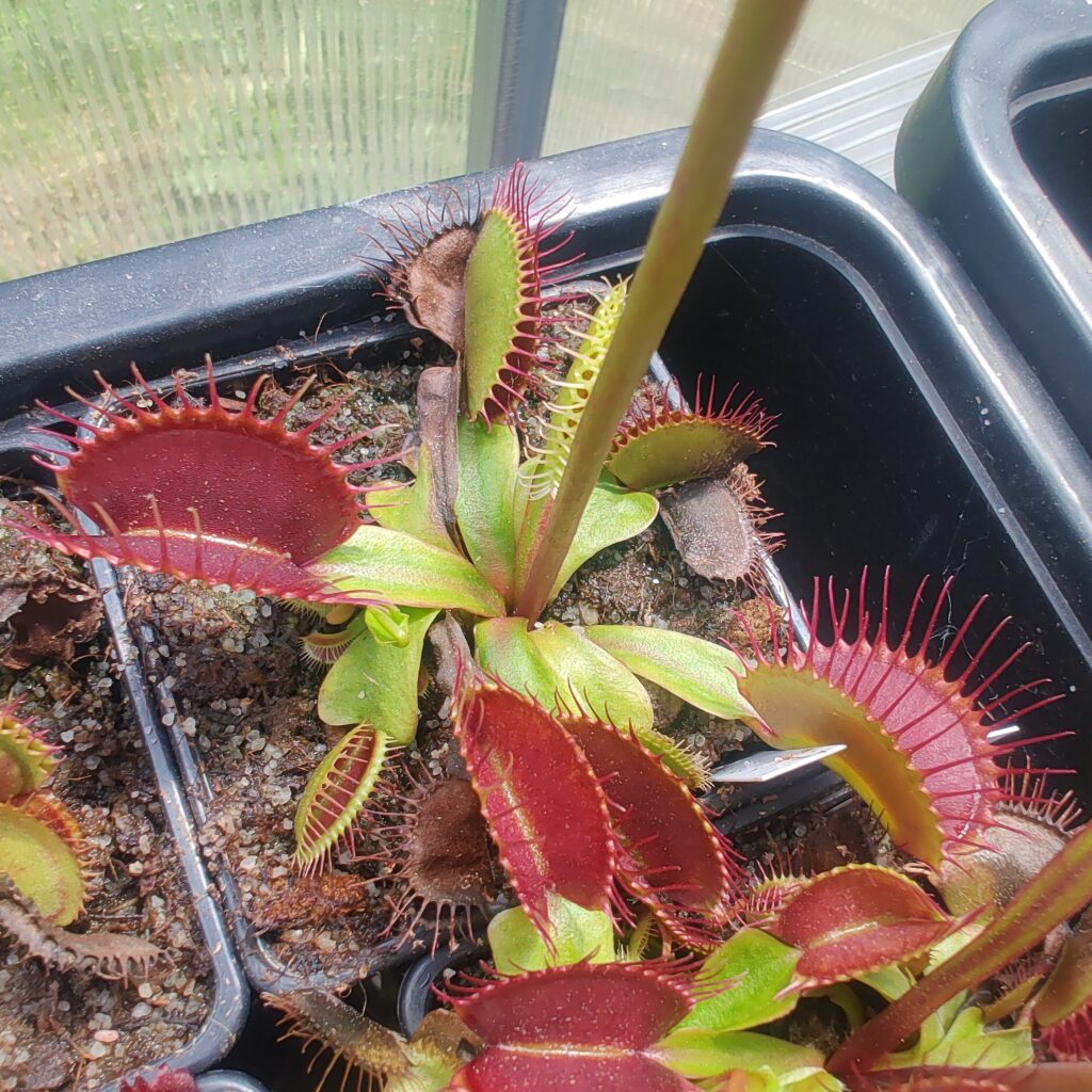 Dionaea muscipula G16