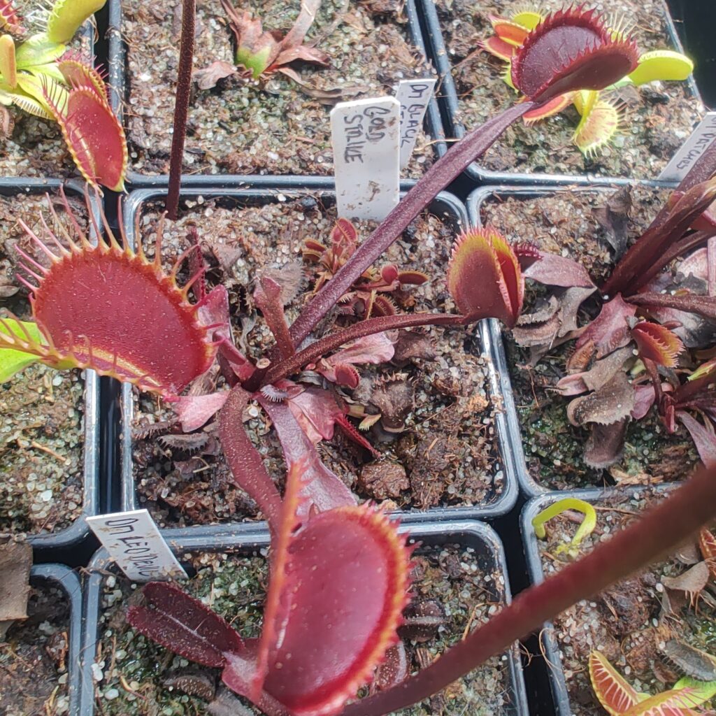Dionaea muscipula Gold Strike