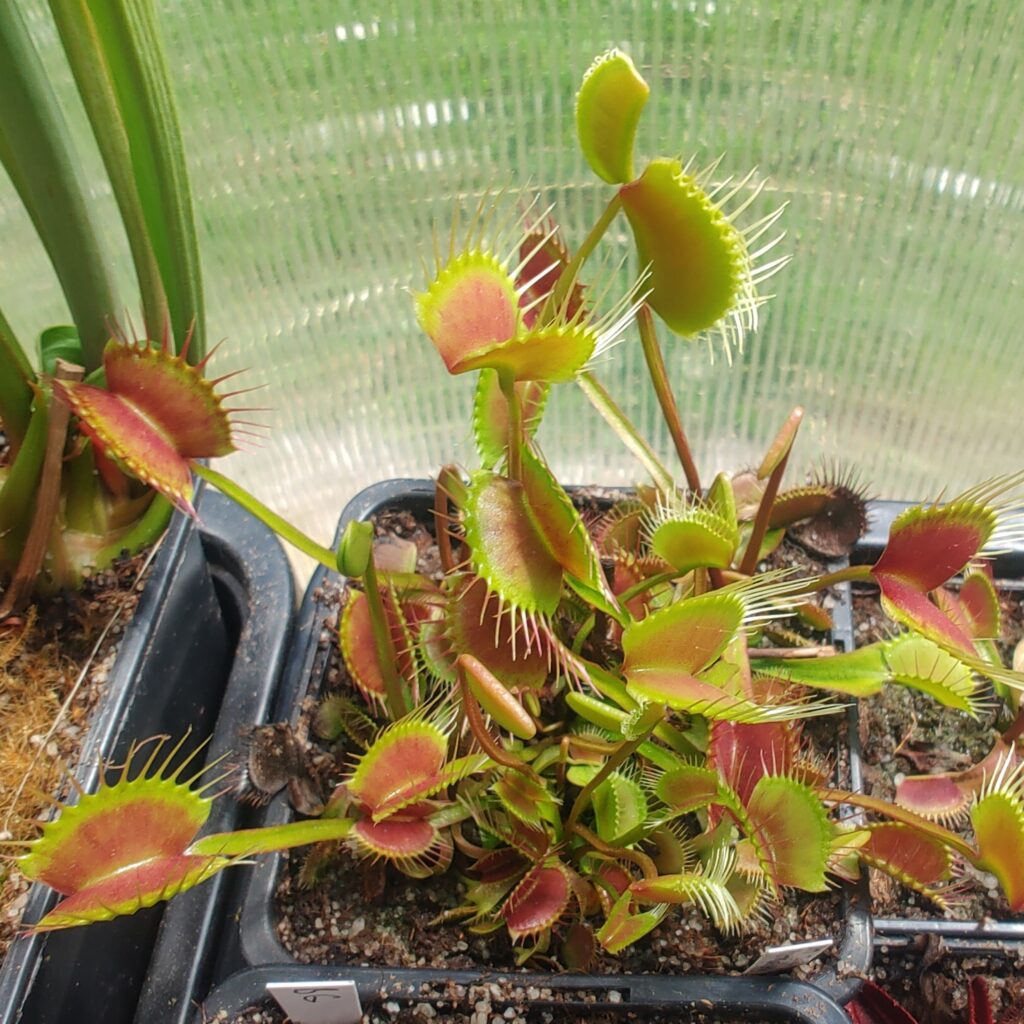 Dionaea muscipula Miss pimbêche