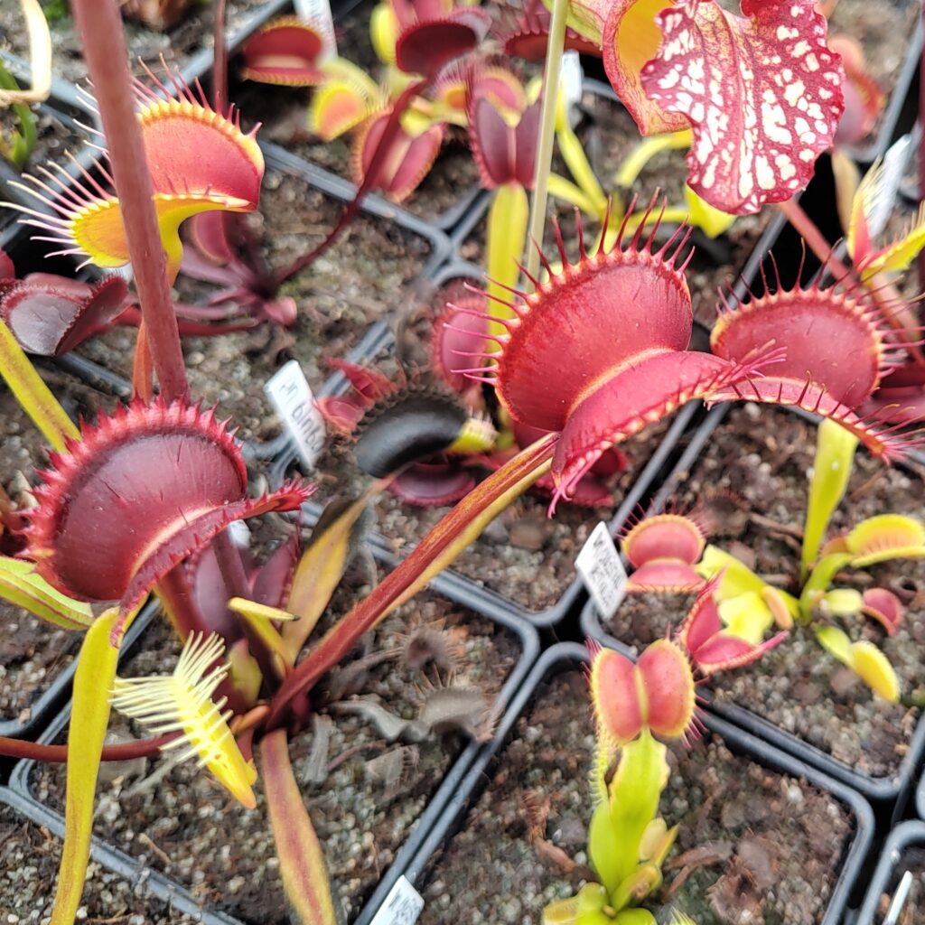 Dionaea muscipula Ohnuté pasti A