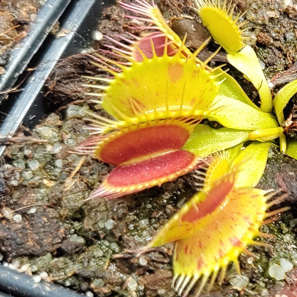 Dionaea muscipula Patches