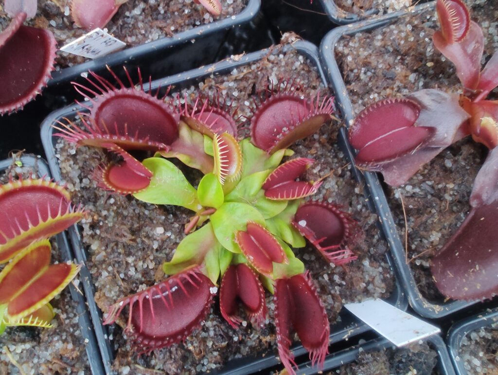 Dionaea muscipula Phalanx