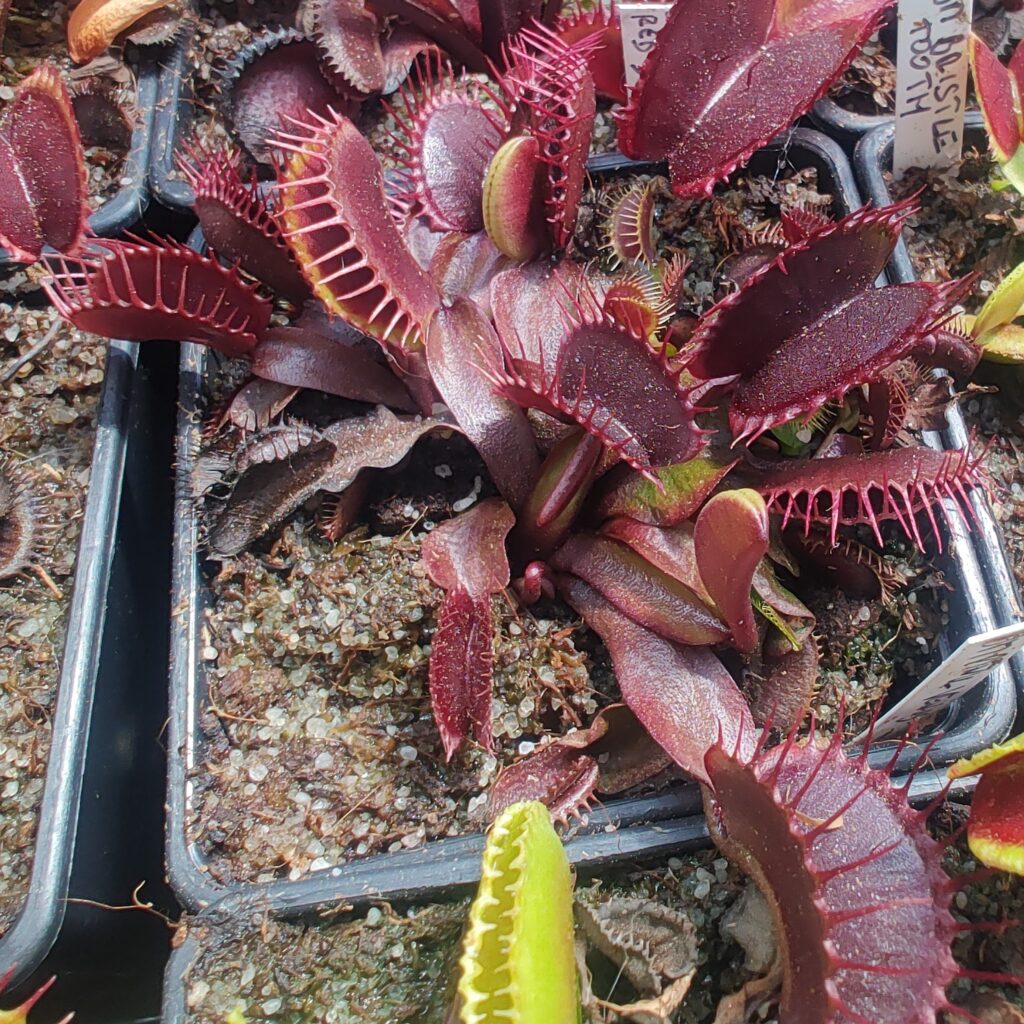 Dionaea muscipula Pink venus