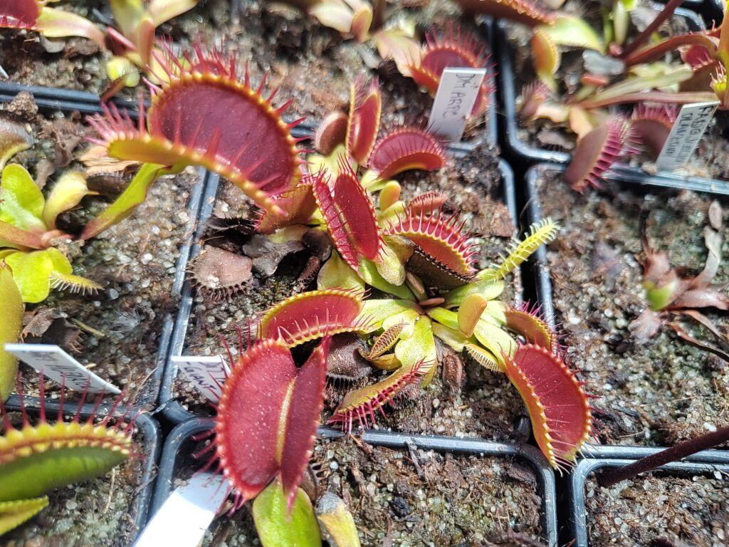Dionaea muscipula Pro-giant