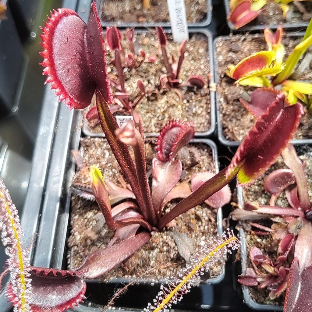 Dionaea muscipula Red Dentate