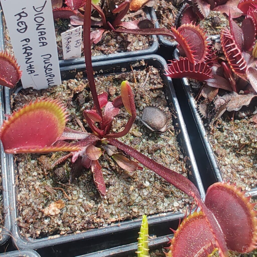 Dionaea muscipula Red Piranha