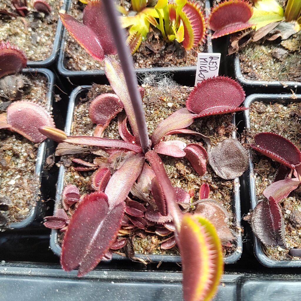 Dionaea muscipula Red microdent