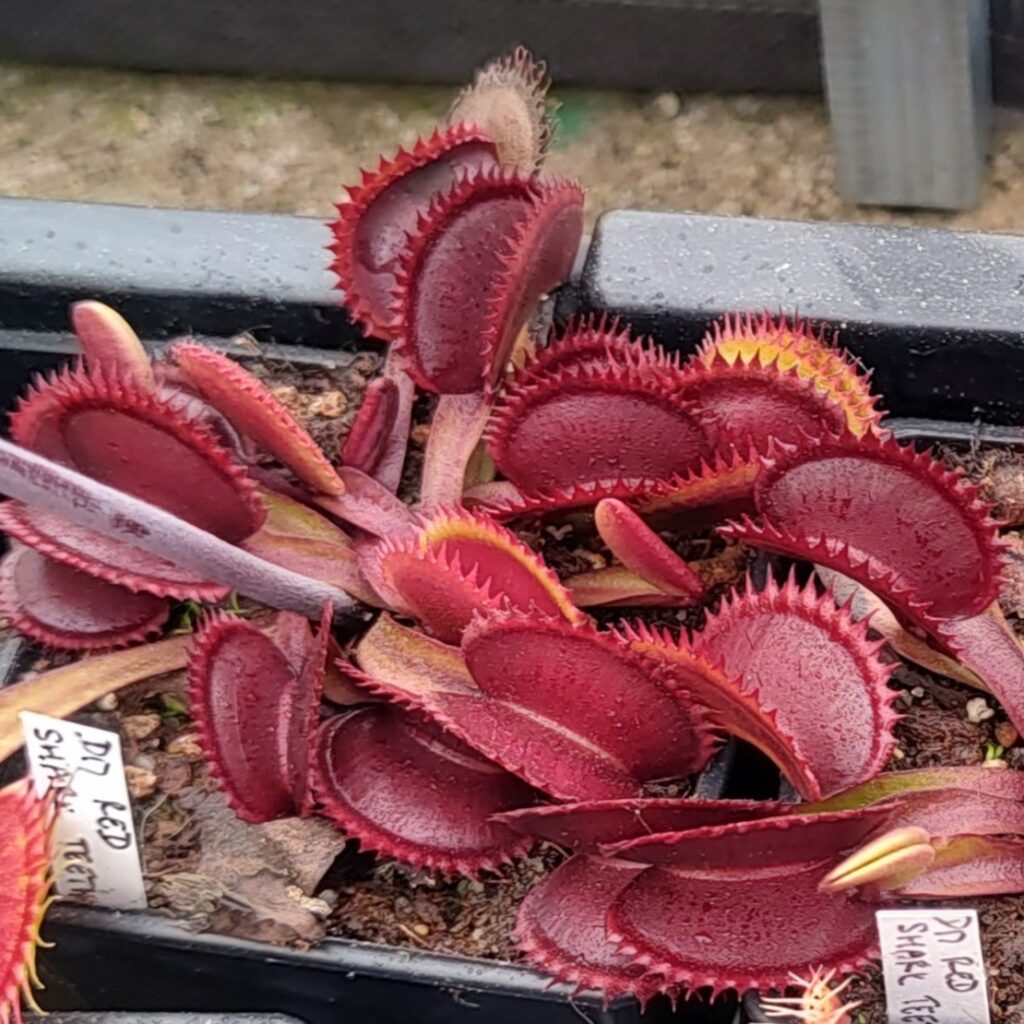 Dionaea muscipula Red shark teeth