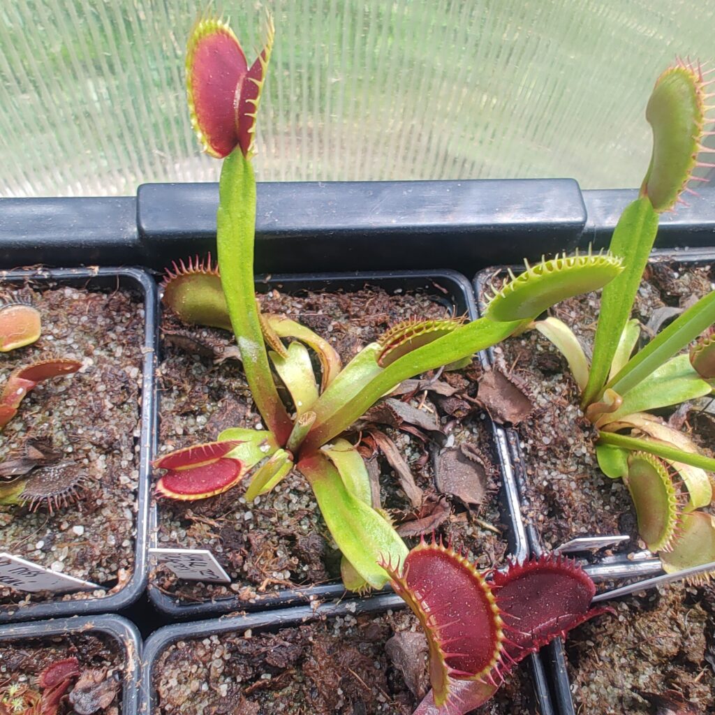 Dionaea muscipula Shark Teeth (PLANTEX)