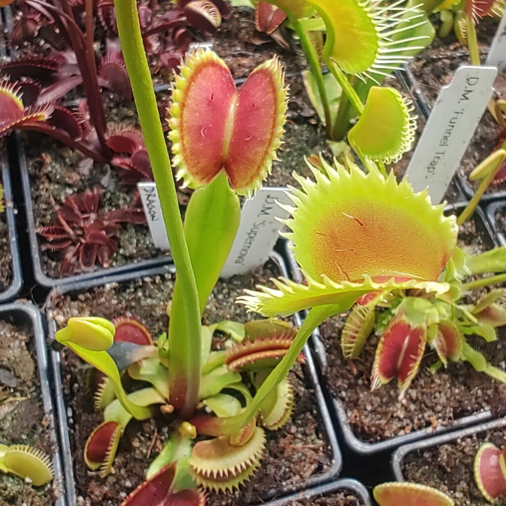 Dionaea muscipula Supernova