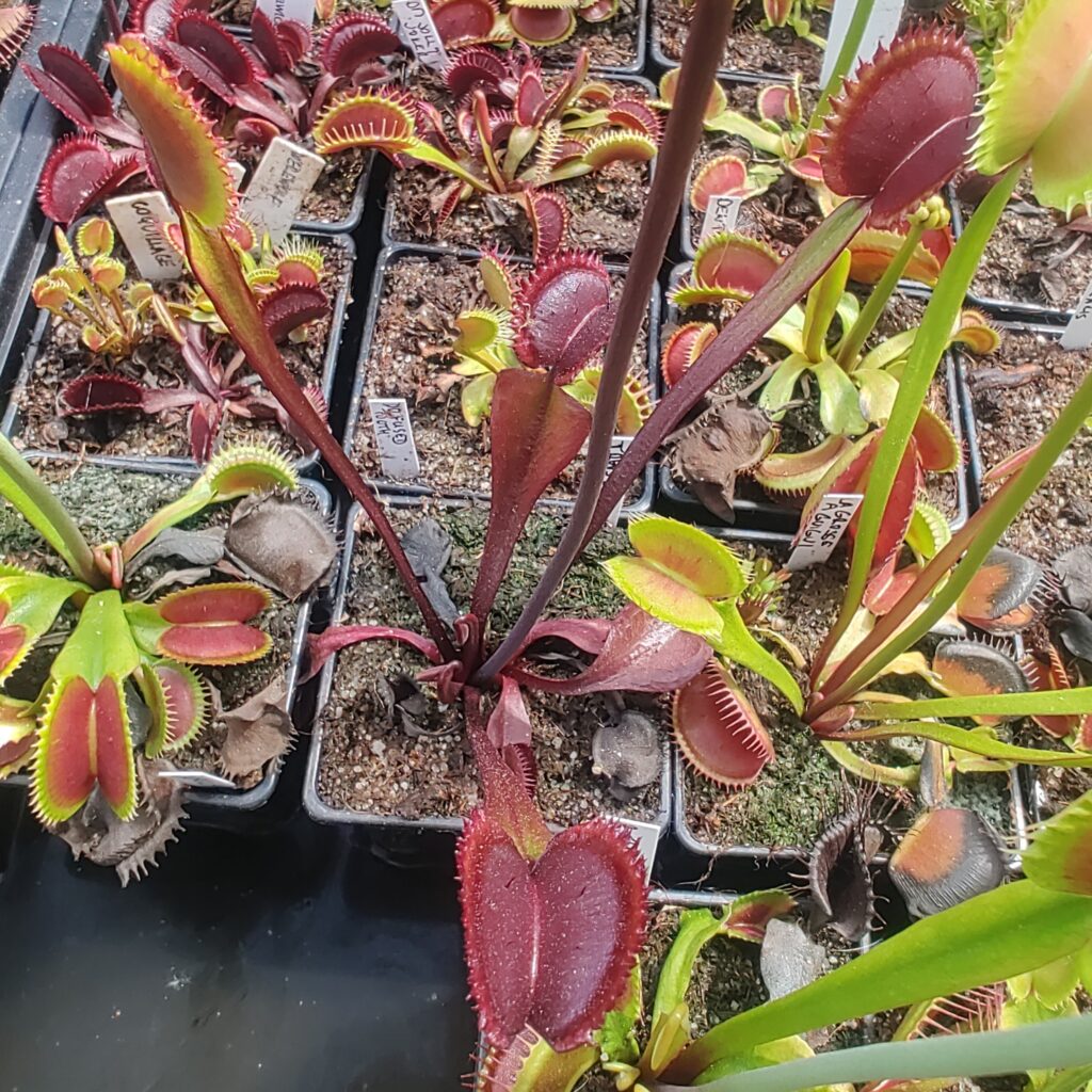 Dionaea muscipula Trevs red dentate