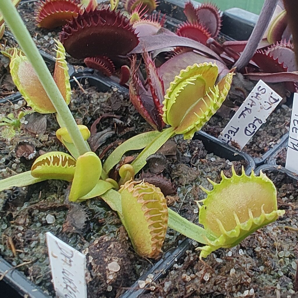 Dionaea muscipula Werewolf