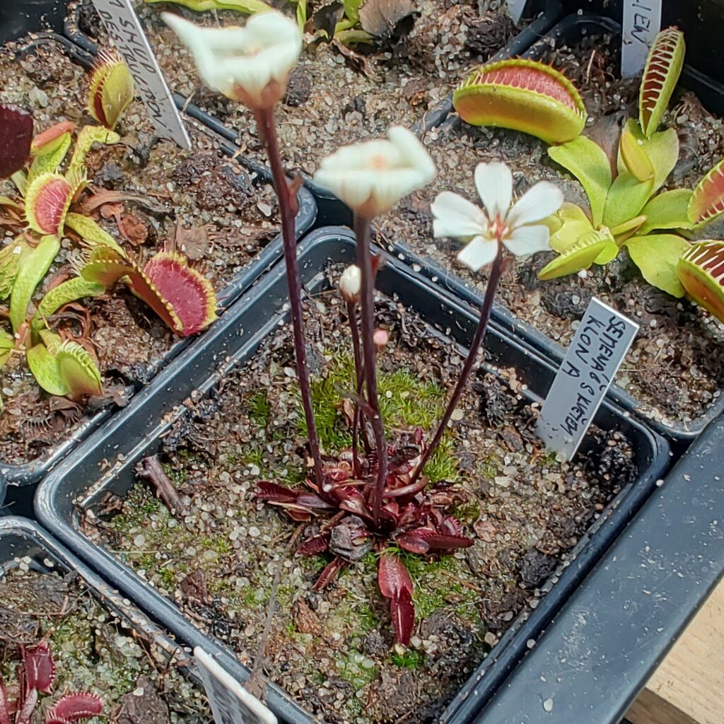 Dionaea muscipula semenáč s květem klon A