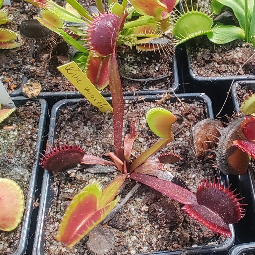 Dionaea muscipula wine mouth