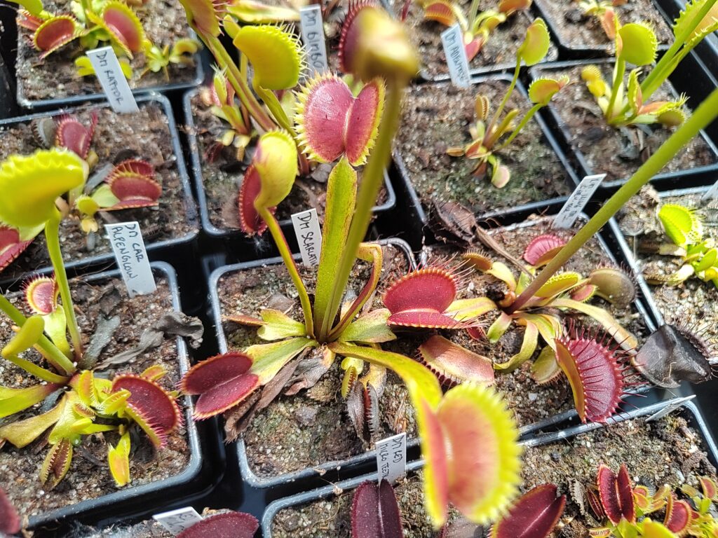 Dionaea musciupla Scarlatine