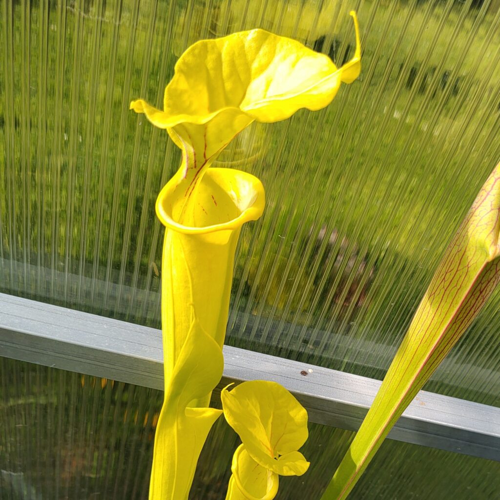 Sarracenia flava 'Goldie'