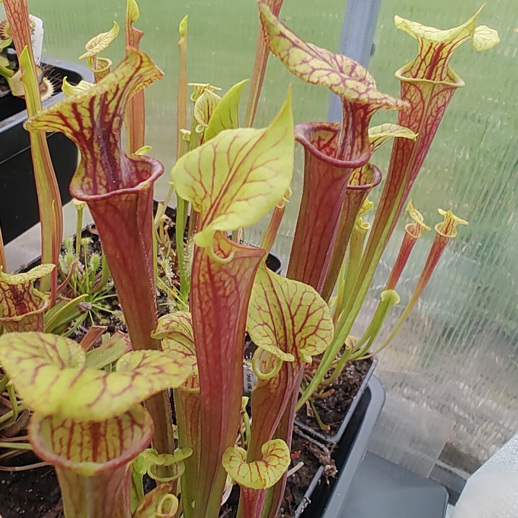 Sarracenia flava var atropurpurea
