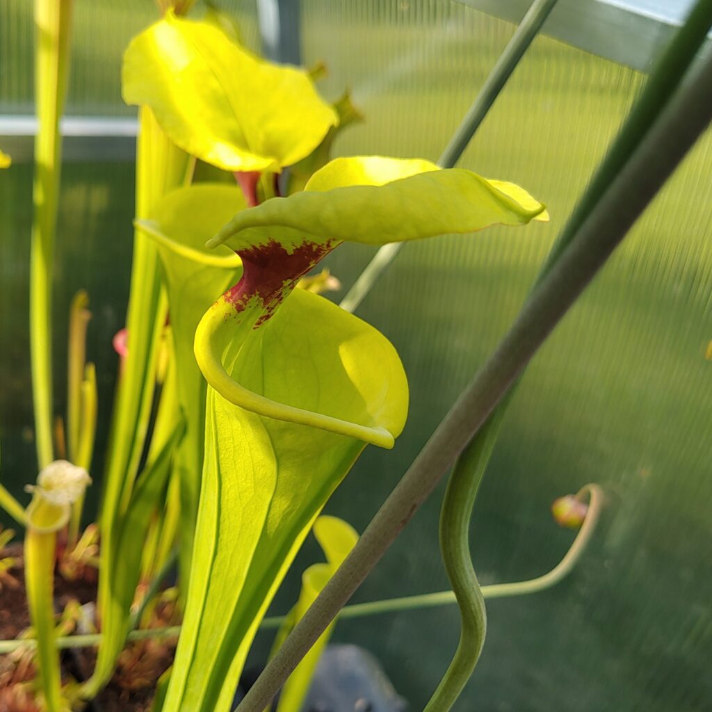 Sarracenia hybrid