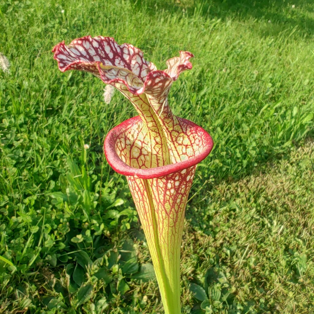 Sarracenia hybrid