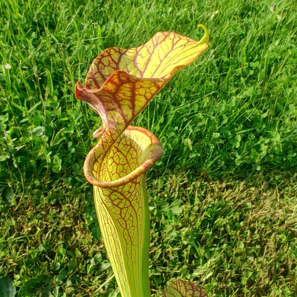 Sarracenia hybrid