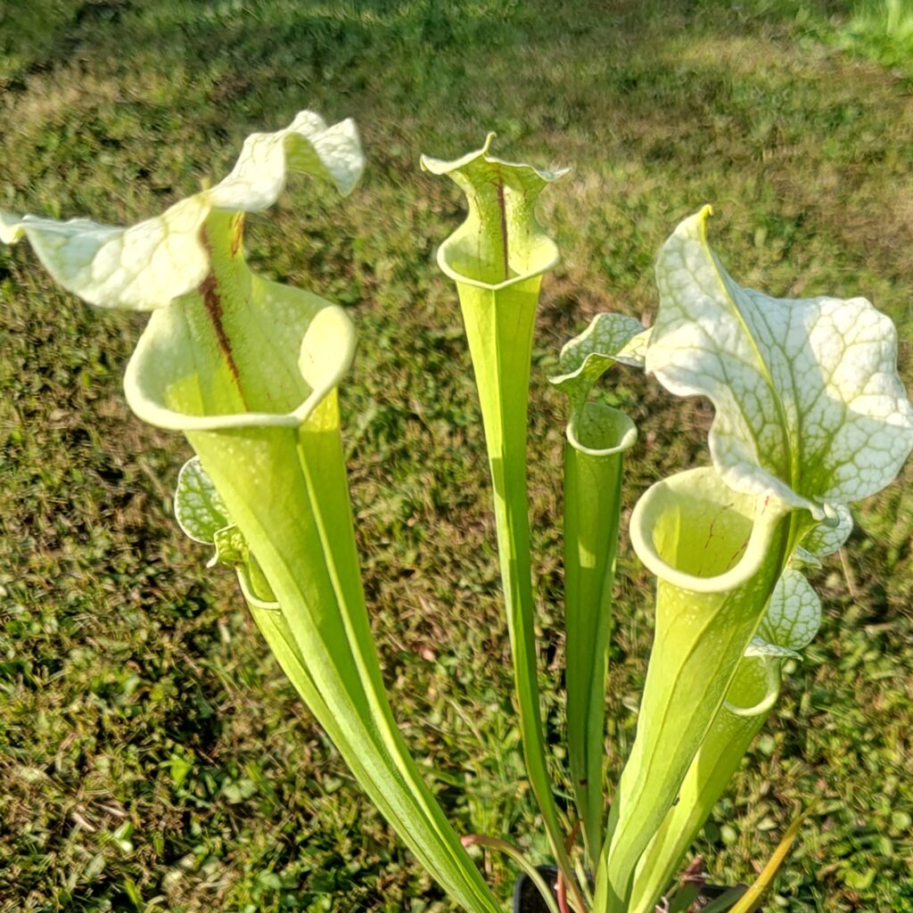 Sarracenia hybrid