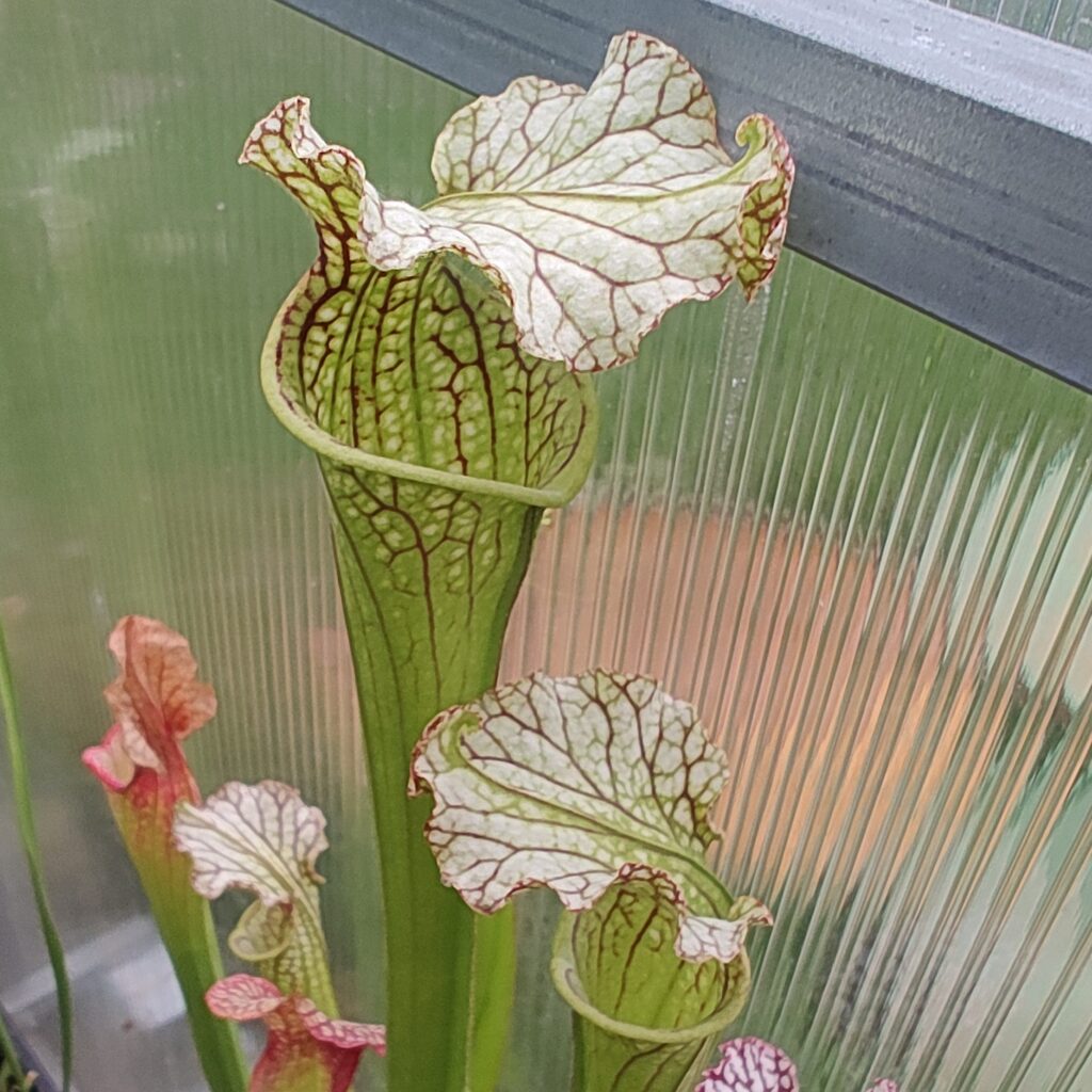 Sarracenia hybrid