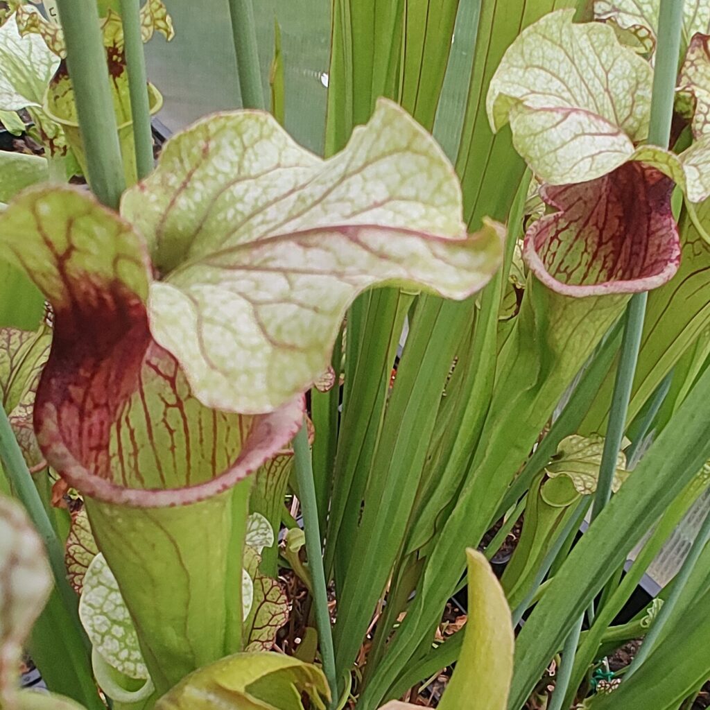 Sarracenia hybrid