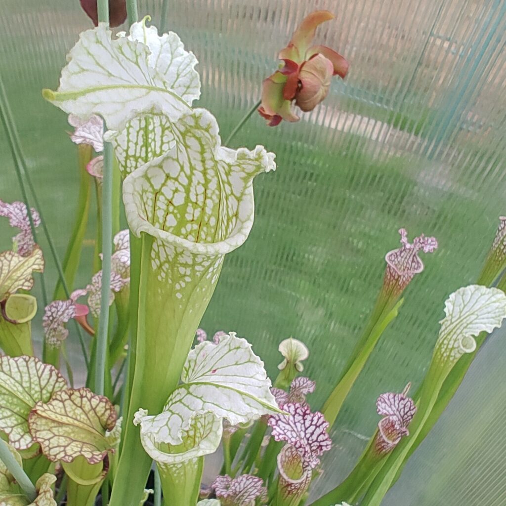Sarracenia leucophylla 'Schnell's ghost'
