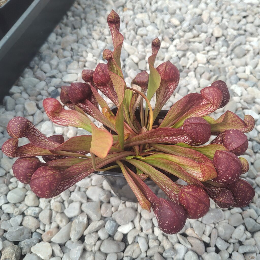 Sarracenia psittacina x formosa