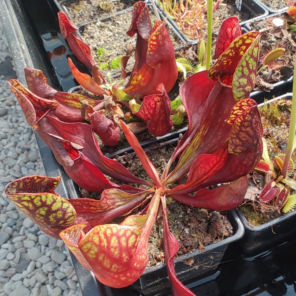 Sarracenia purpurea subsp. purpurea {Les Pleiades, Švýcarsko}