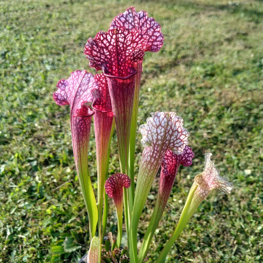 Sarracenia ‘Přemysl Otakar I’ x leucophylla